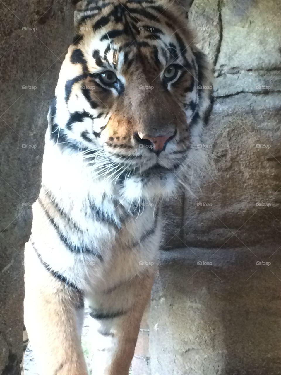 Tiger at zoo, London