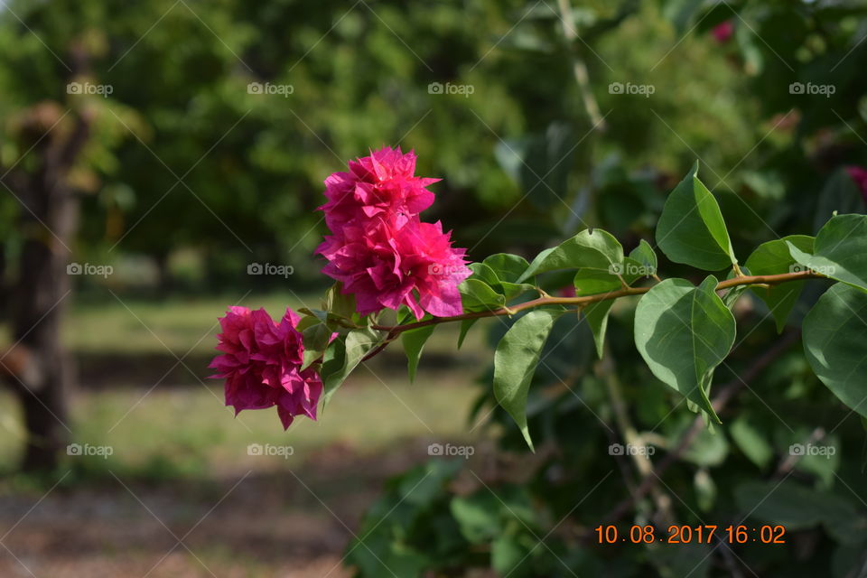 red flower bougenvilla