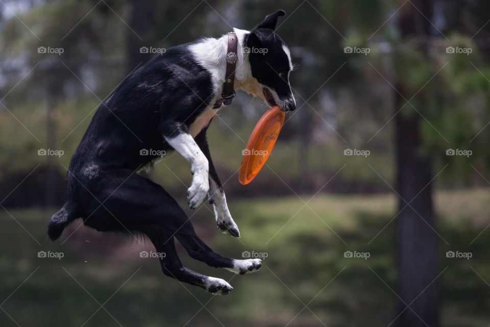 A dog catch frisbee