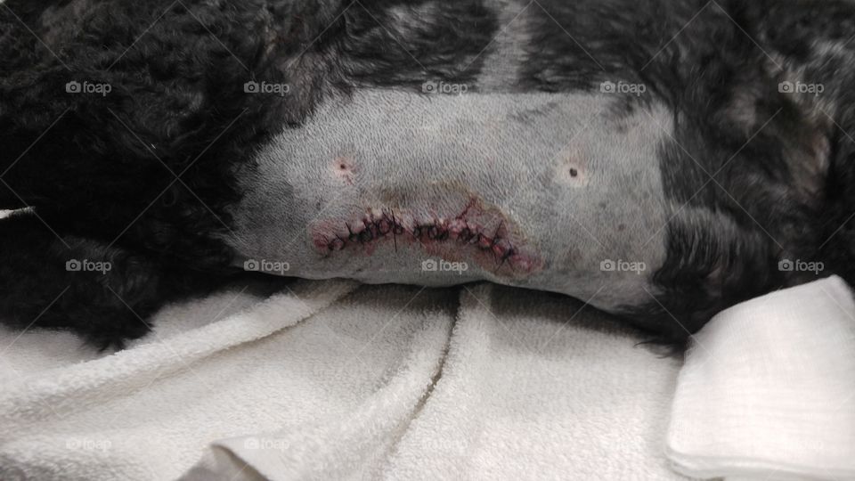 One, No Person, Mammal, Dog, Portrait