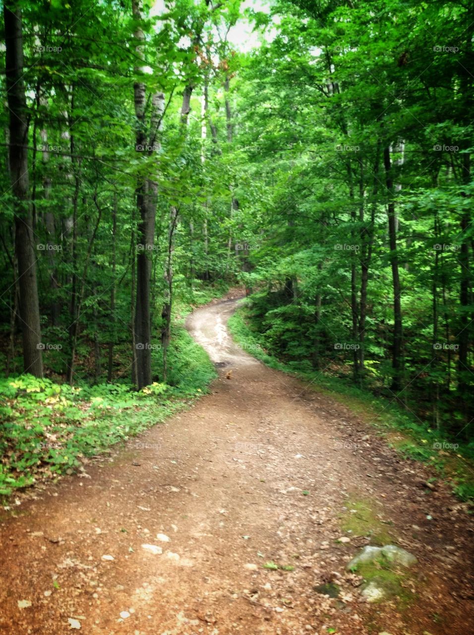 To grandma's place we go. A nature trail in the old cottage at Rideau Lake.