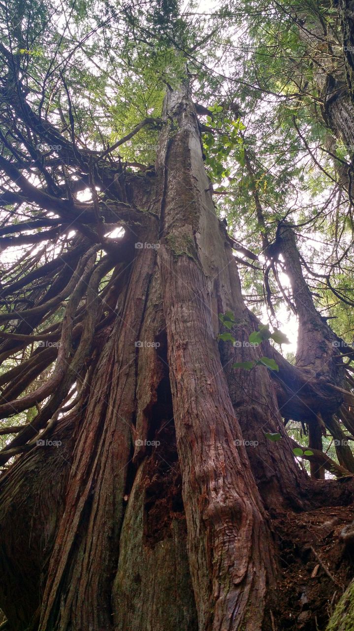 California Redwood. August 2015