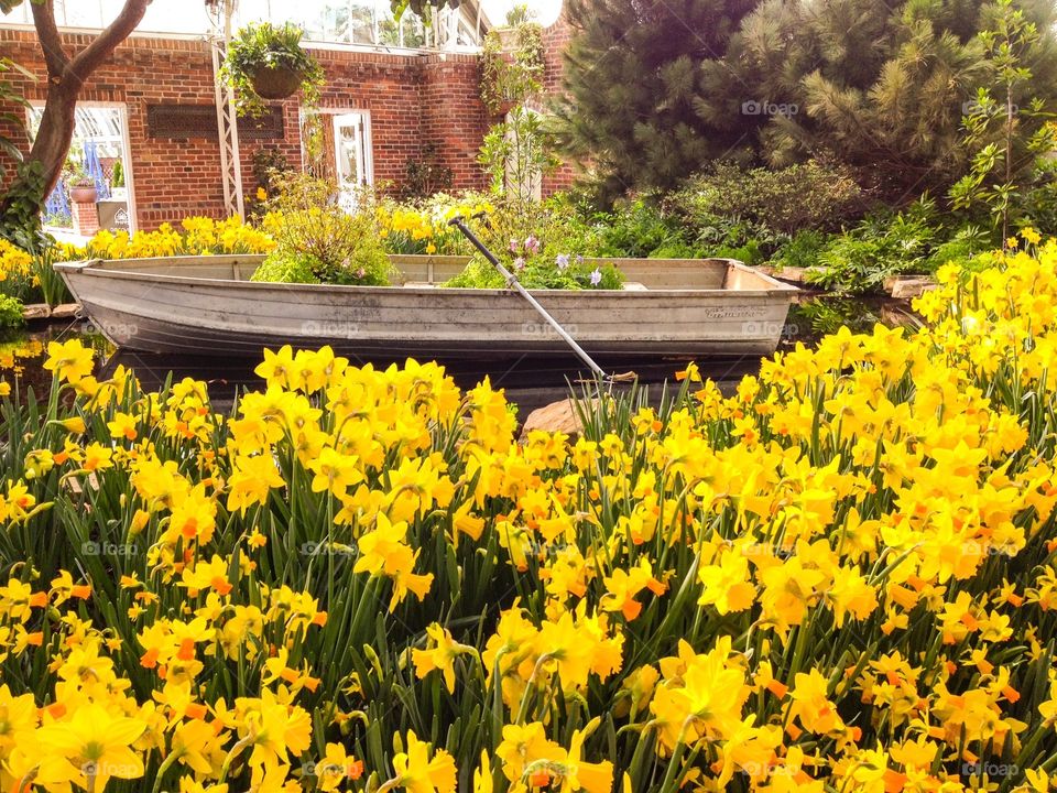 Daffodils and boat. Daffodils and boat