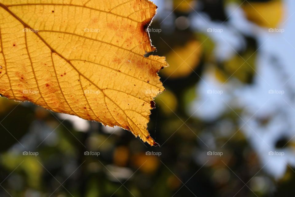 Autumn vibes 🤎🍁💛