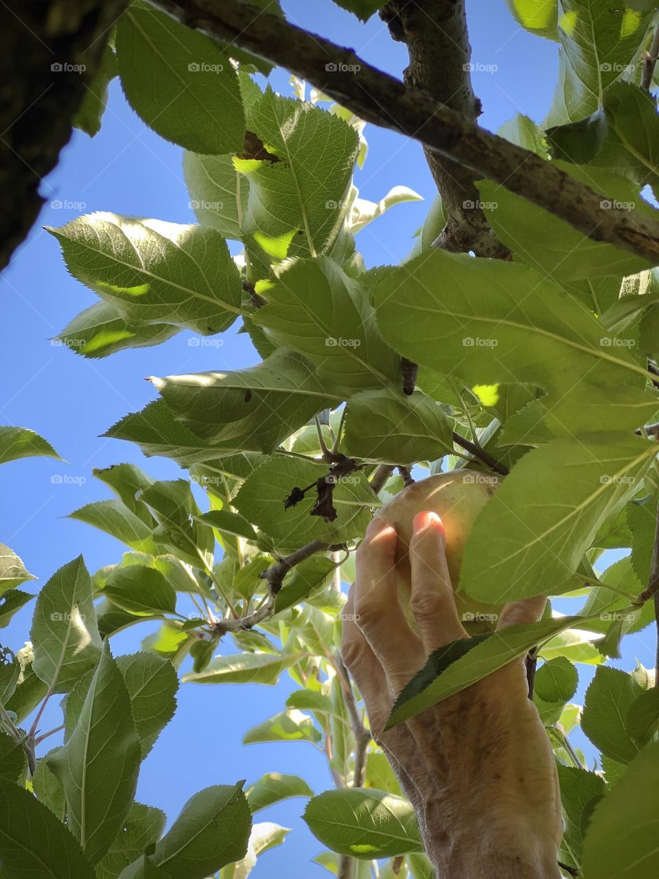 A person picked an apple from the apple tree