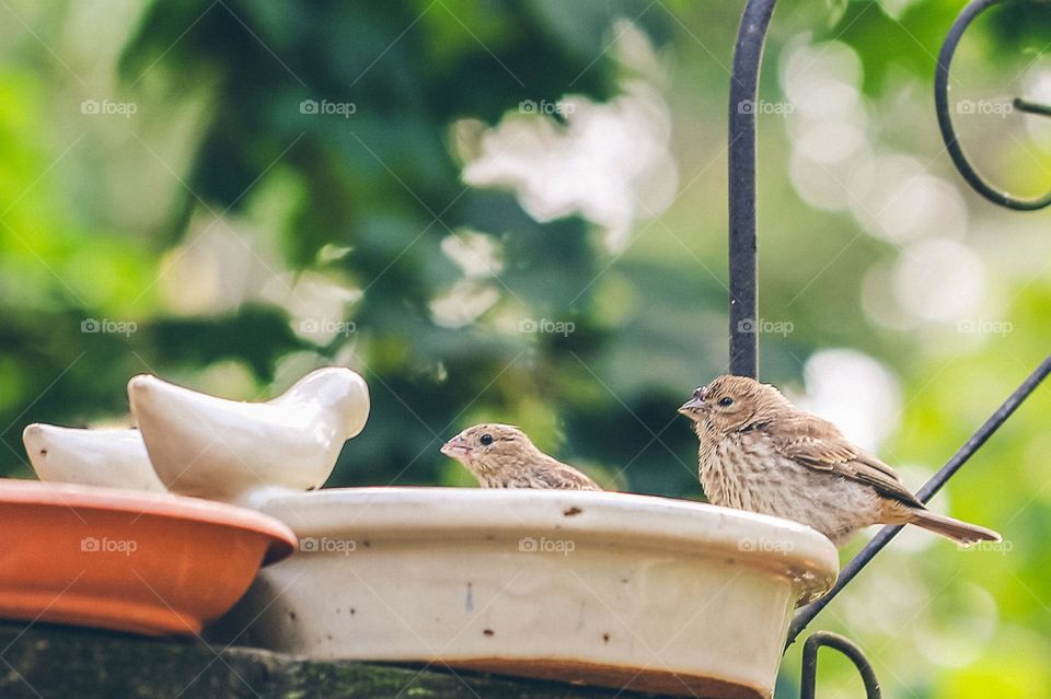 Couple of young finches drinking from my deck bird bath and seemingly staring down the ceramic  birds opposite them as if daring them to try and scare them away. 