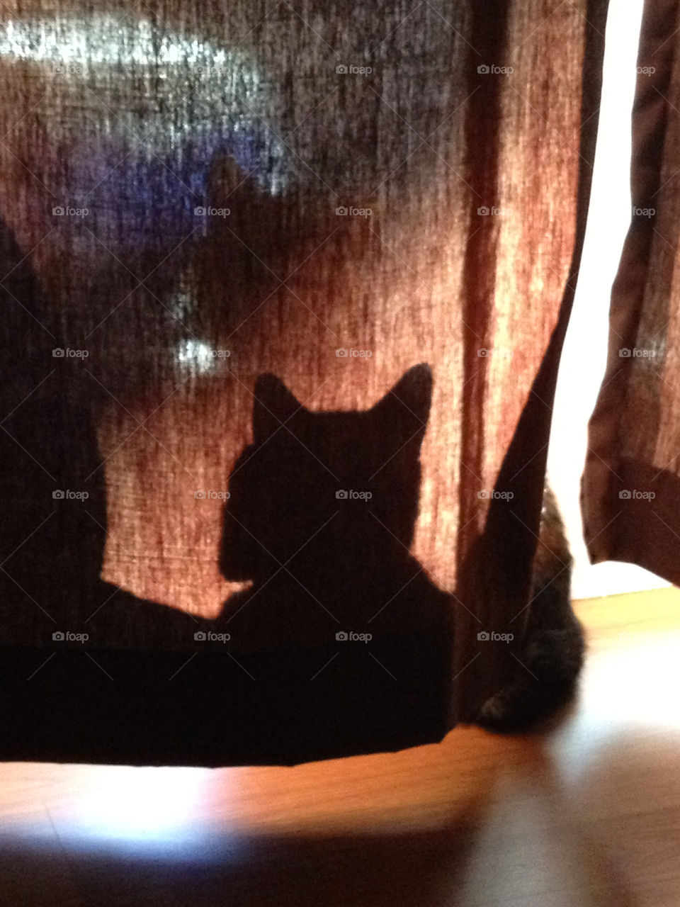 boston shadow cat window by sarali11