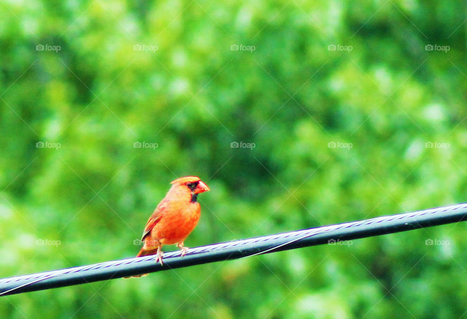 Cardinal On A a Wire. Cardinal perched on power supply line 