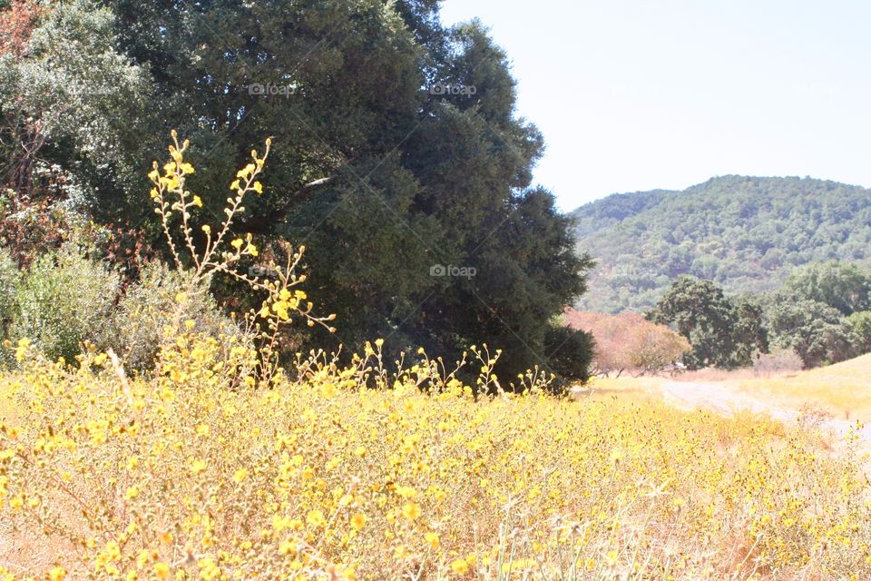 Landscape with yellow flowers 