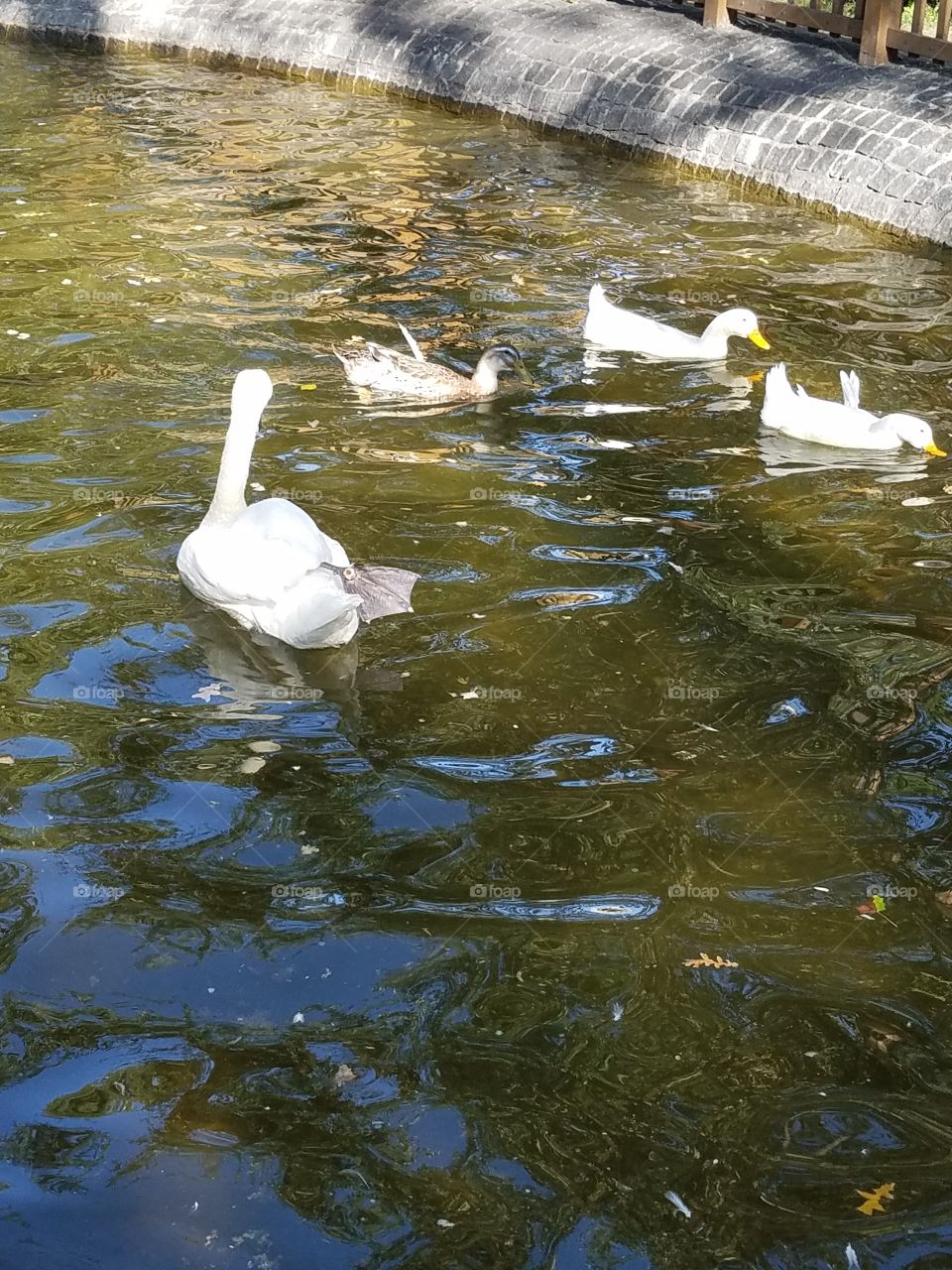 swan and ducks in kuğlu park in Ankara Turkey