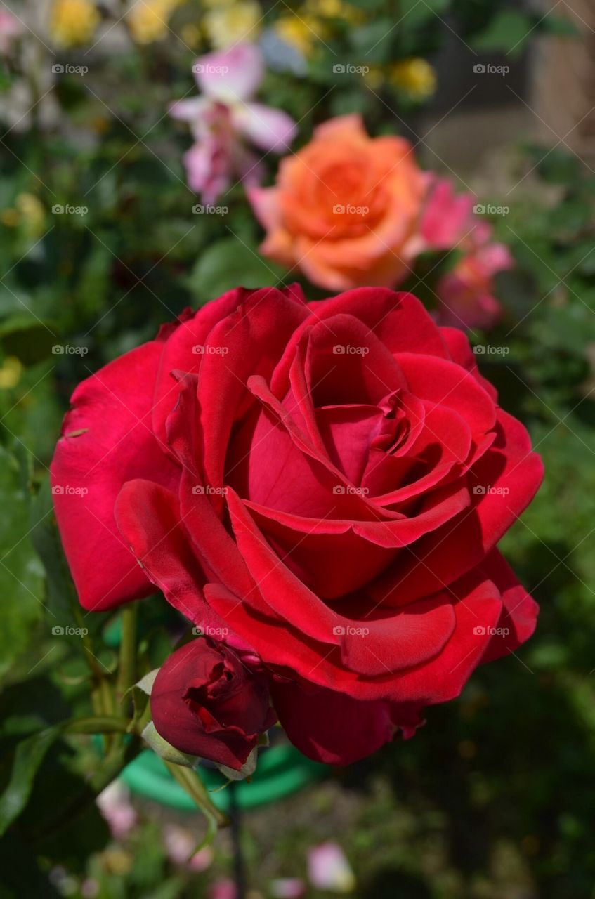 A Rose For You.....