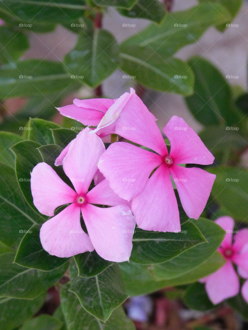 Pink Flowers - Vinca is a genus of flowering plants in the family Apocynaceae, native to Europe, northwest Africa and southwest Asia. The English name periwinkle is shared with the related genus Catharanthus roseus.