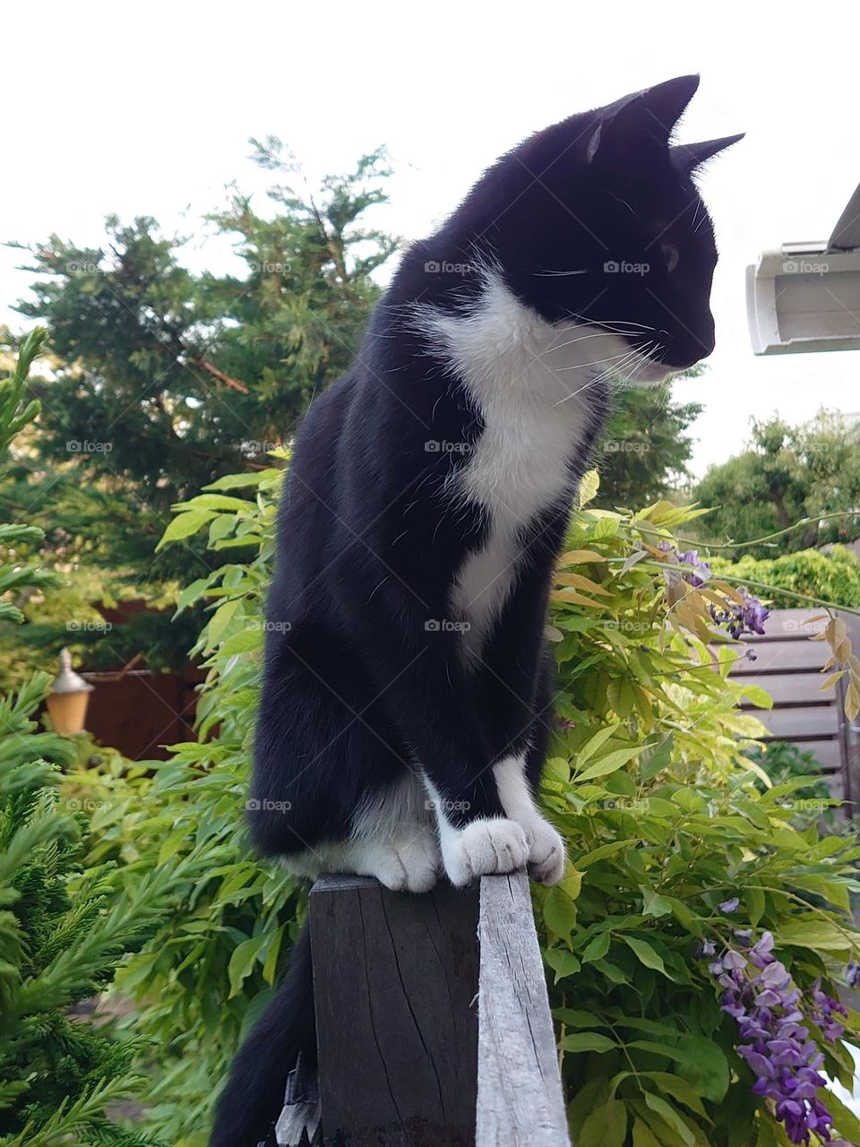 Our cat Zorro is sitting on the fence