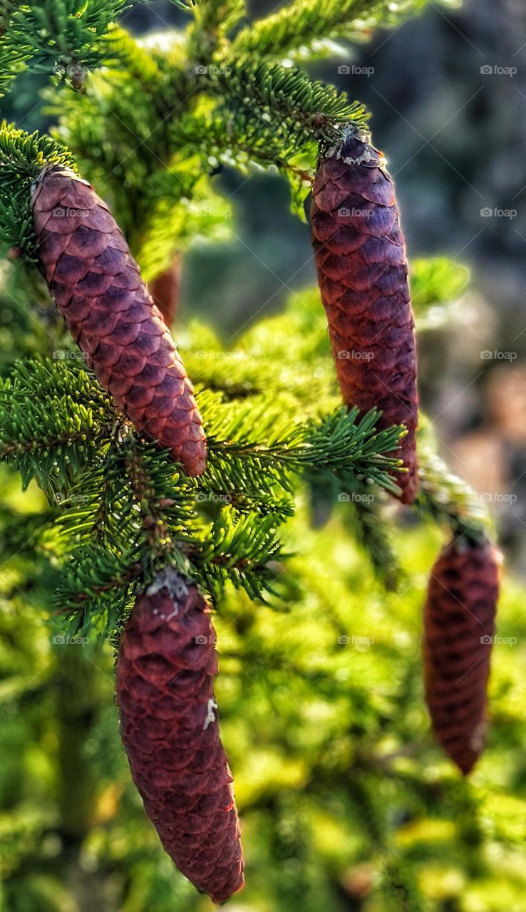 Cones on the Christmas tree