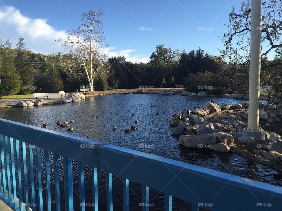 Duck Pond