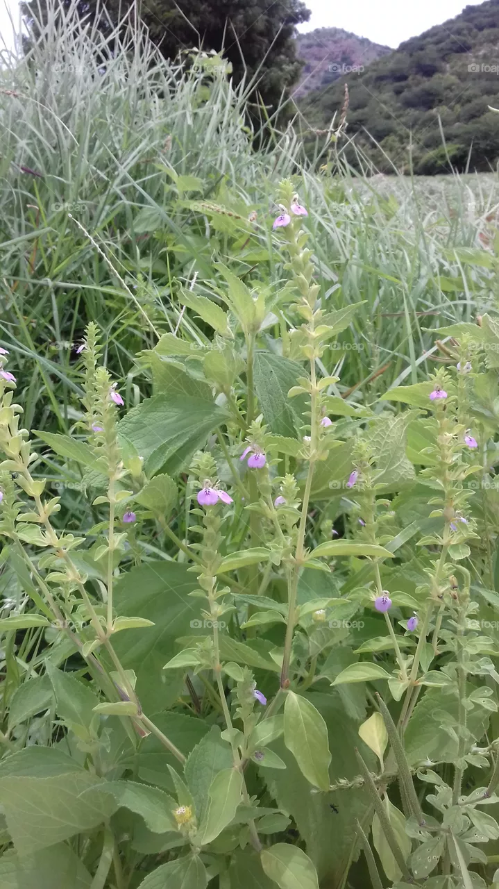 scenary of greenary