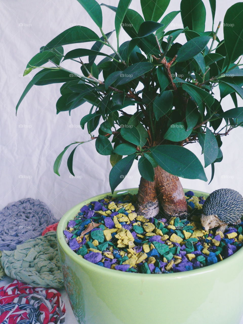 ficus plant brings joy