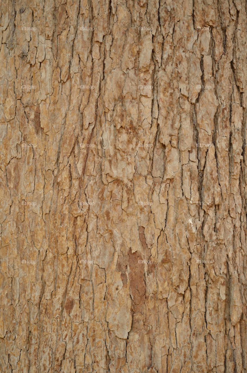 Rough Tree Bark Wooden Texture 