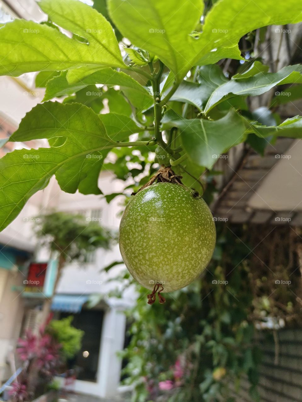 The Passion fruit
