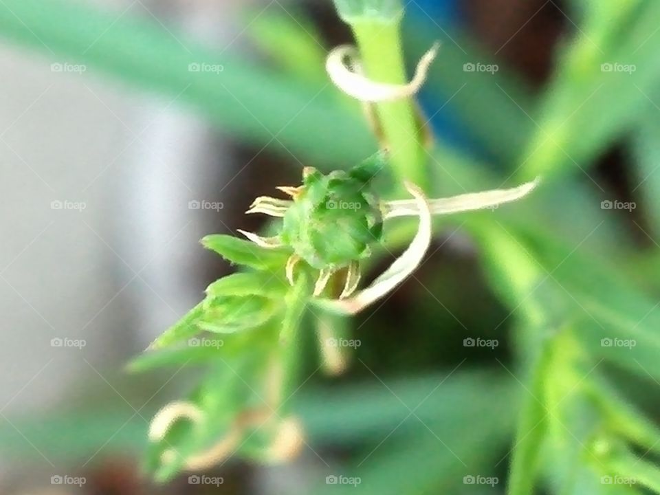 Weed flower