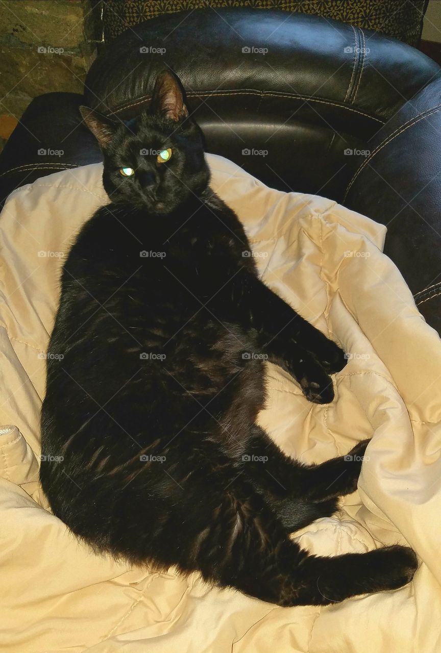 Black cat, green eyes, lying on blanket on couch.