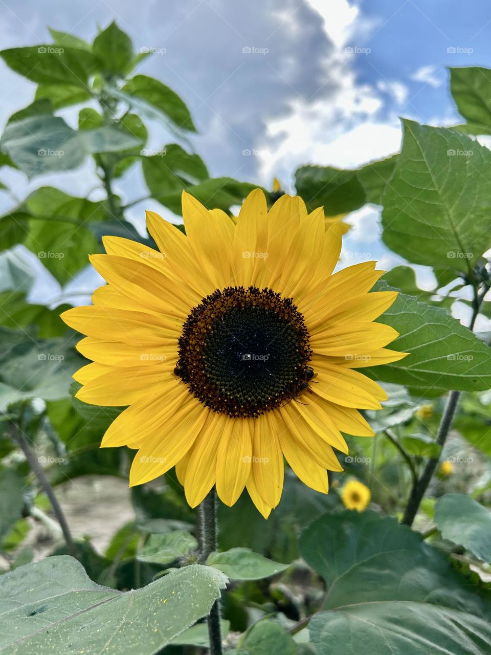 Sunflowers and leaves 
