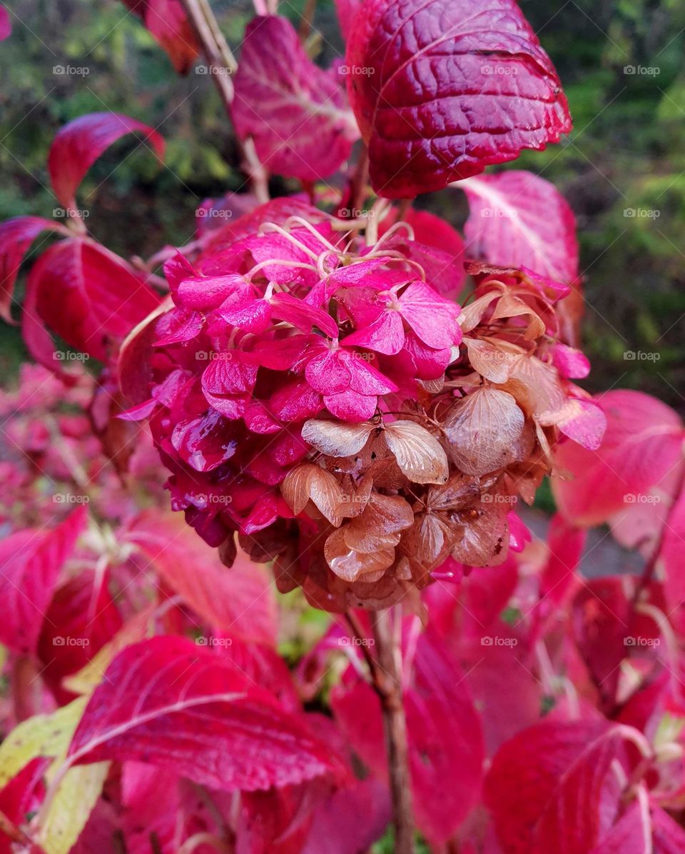 autumn collour power