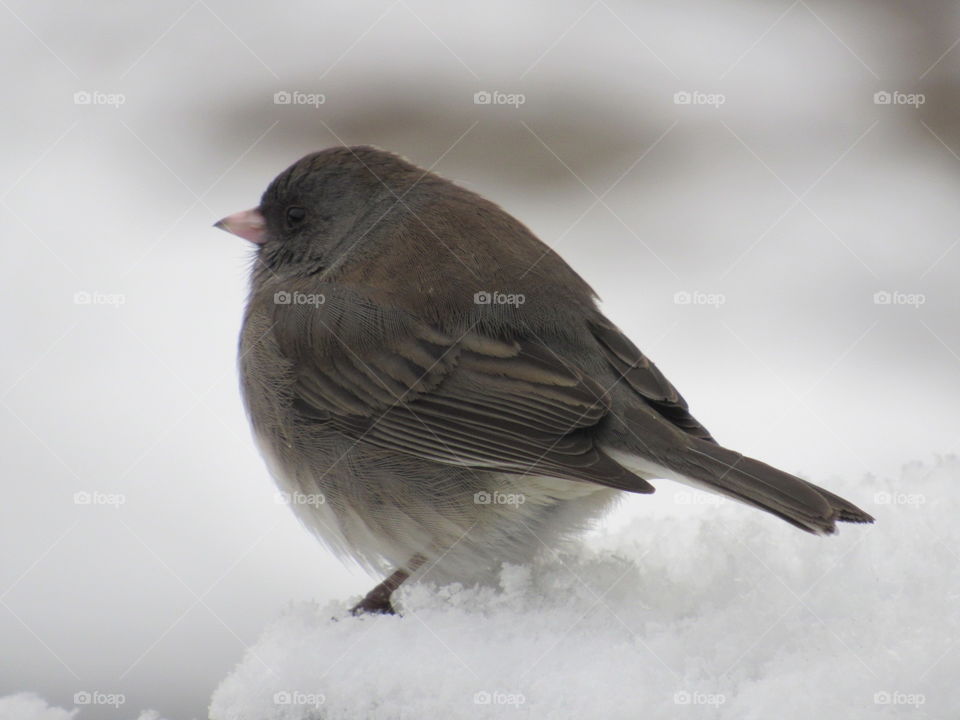 Bird, Wildlife, No Person, Nature, Winter