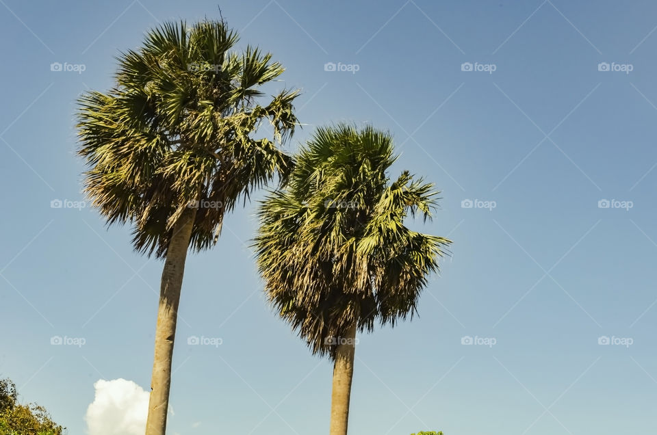 Silver Thatch Tree Against Sky Background