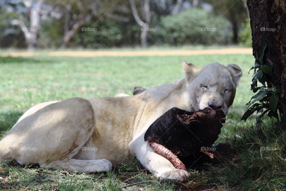 White lioness eating