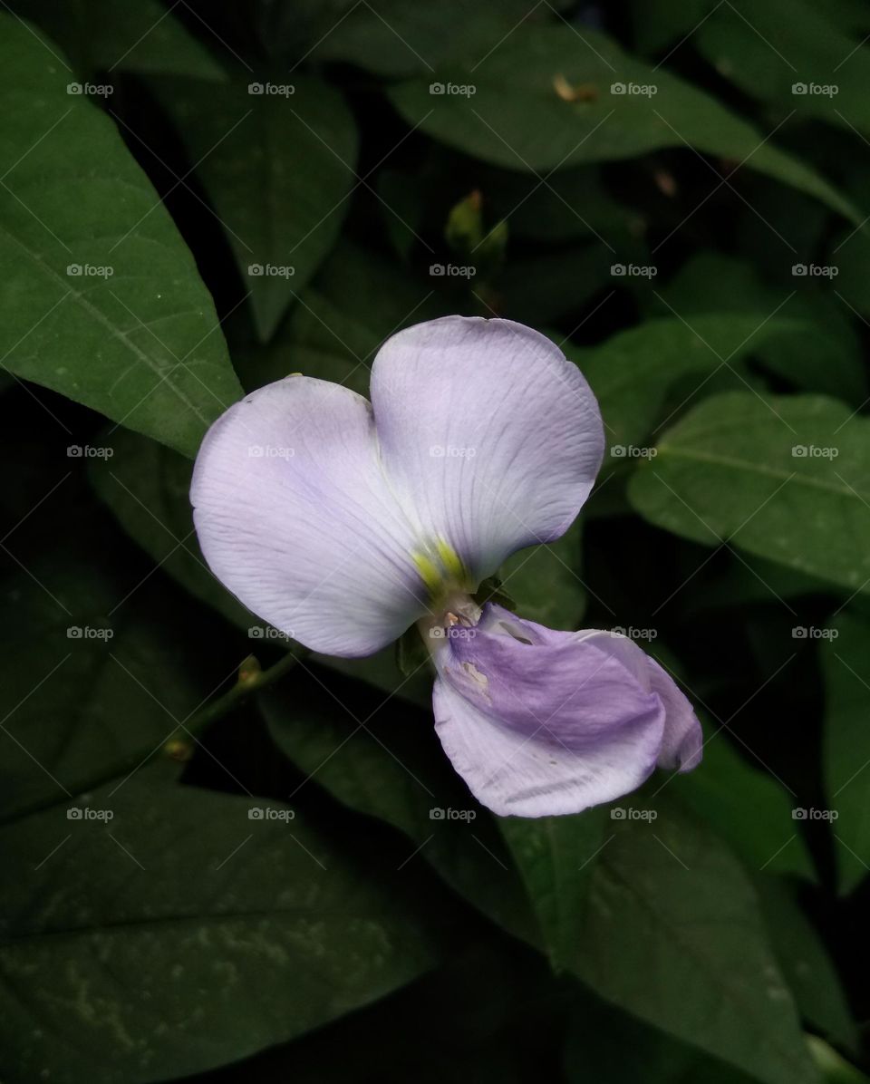 edible flower and leaves of winged bean