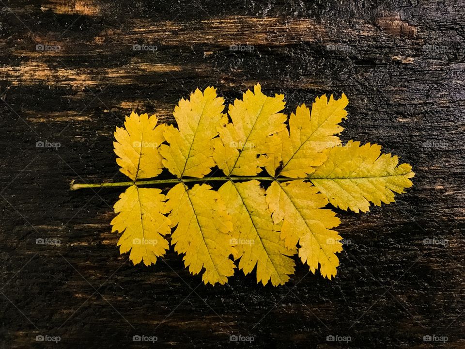 High angle view of autumn leafs