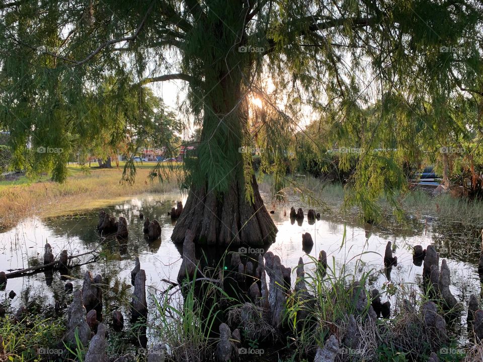 Surreal Effect Of This Body Of Water In The City With Beautiful Tree And Strange Plants Or Roots Coming Out Of The Water During Sunset With Sun Reflection In The Water.