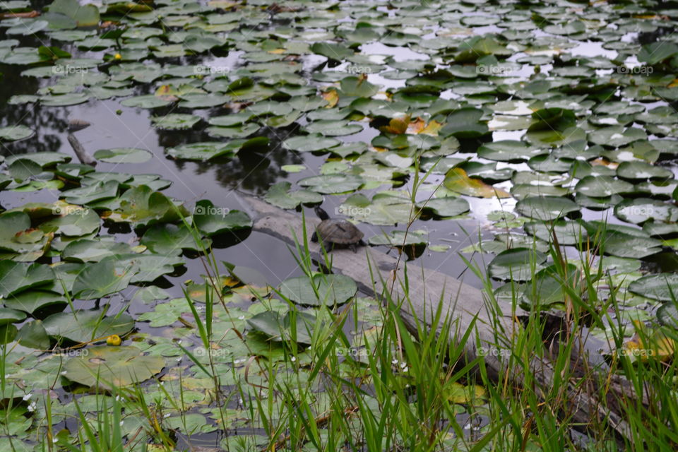 A turtle on a tree limb in a pond with lily pads