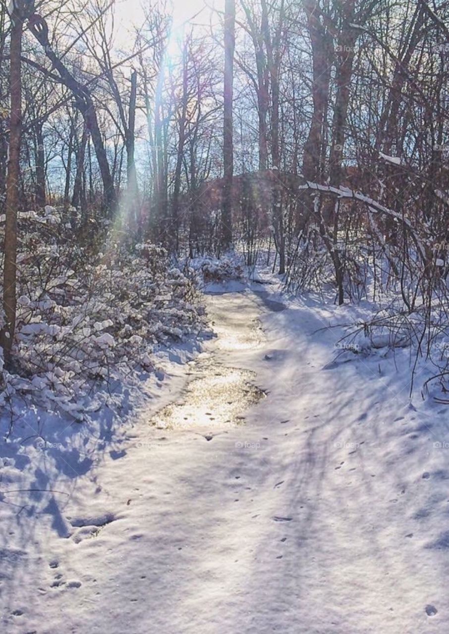 Winter woodland walk