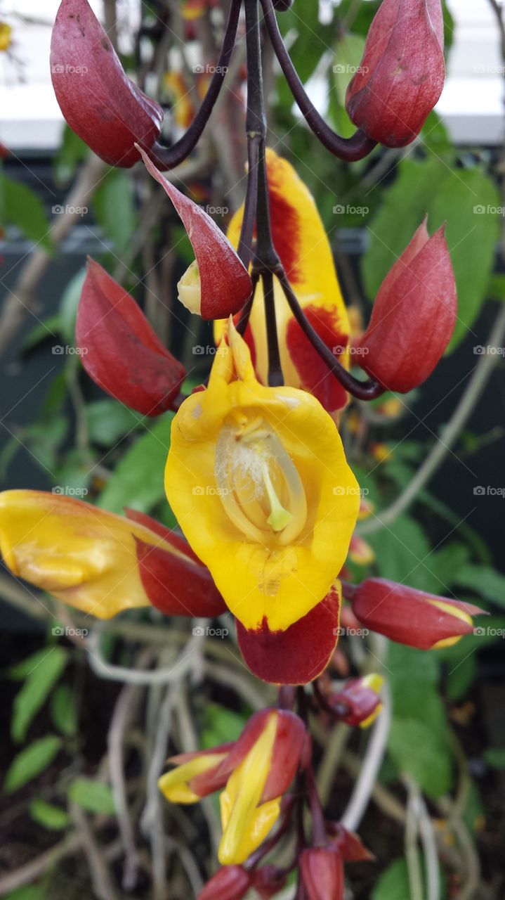 Yellow and Red Hanging Orchid. Interesting looking hanging red and yellow Orchid at an Orchid show