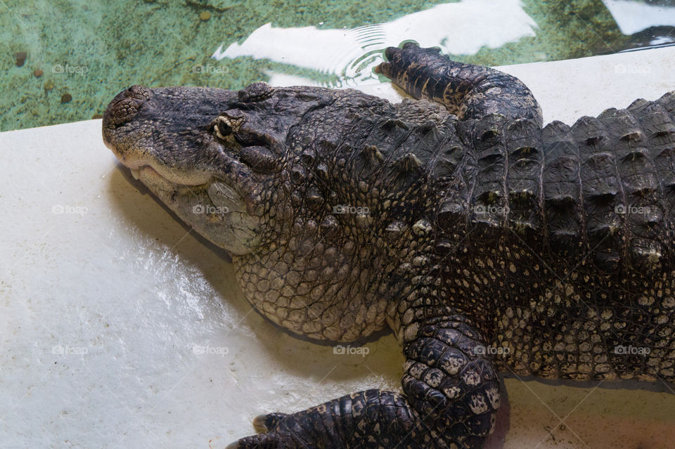 Alligator resting near clear water