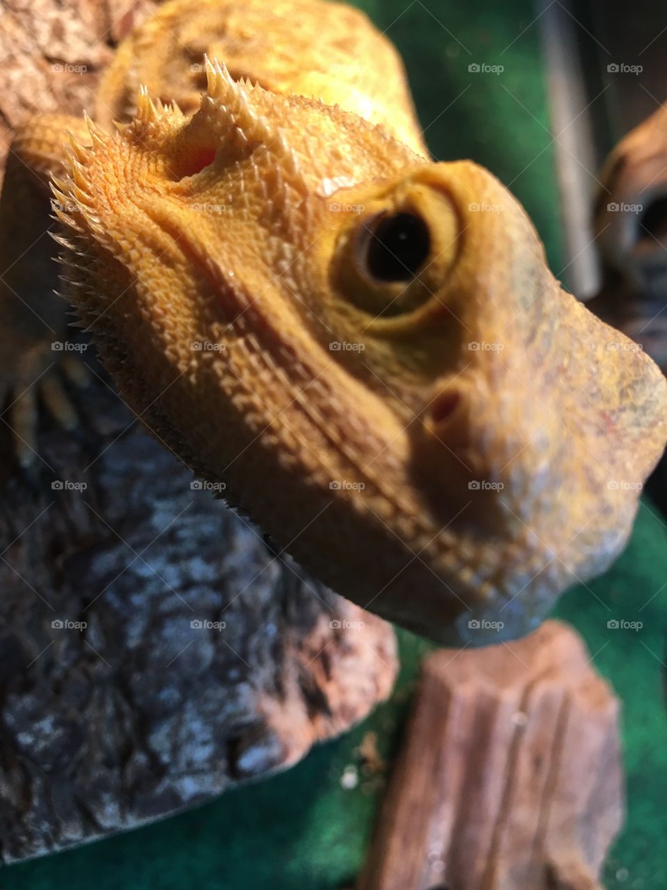 Lizard close up