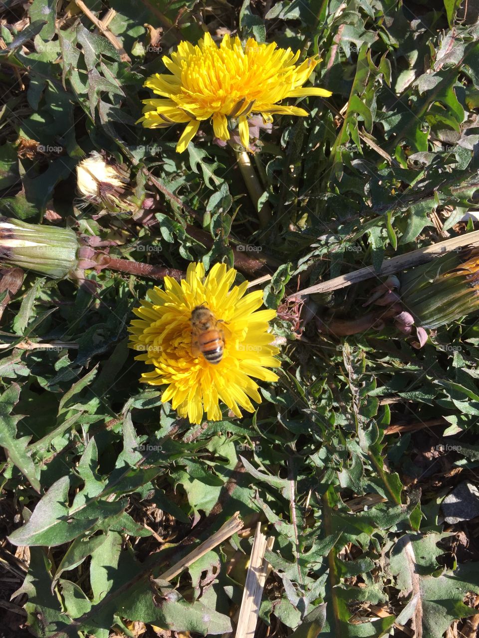 Late December and it's warm enough to bring out the bees 