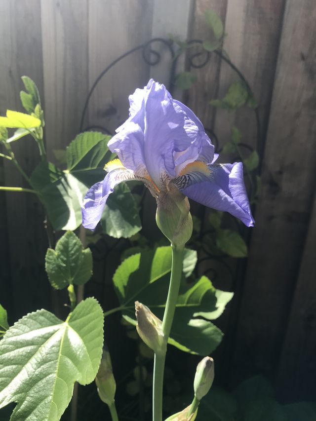 Sunlit purple iris 