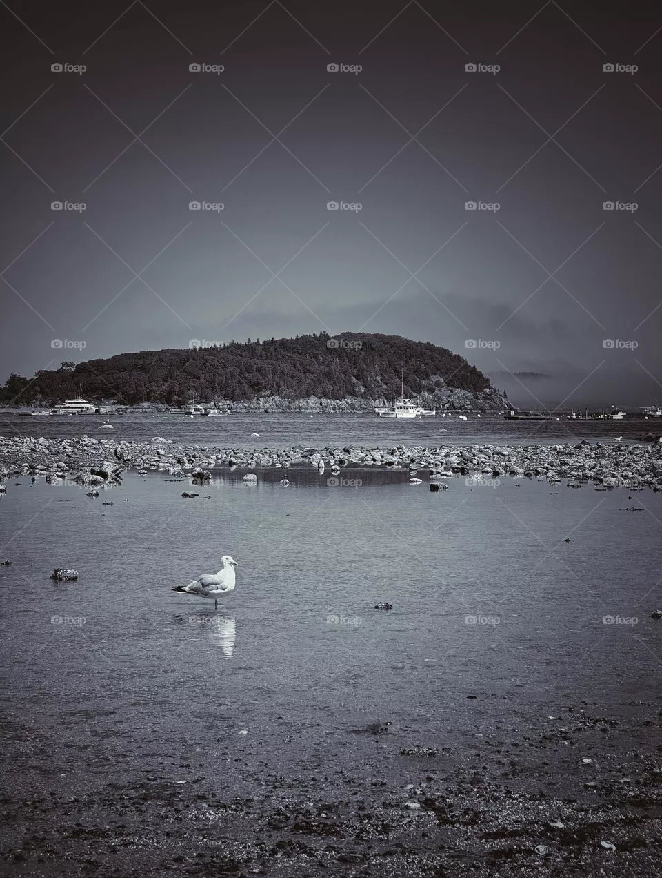Seagull standing in a pool of water in an inlet in Bar Harbor, Maine 
