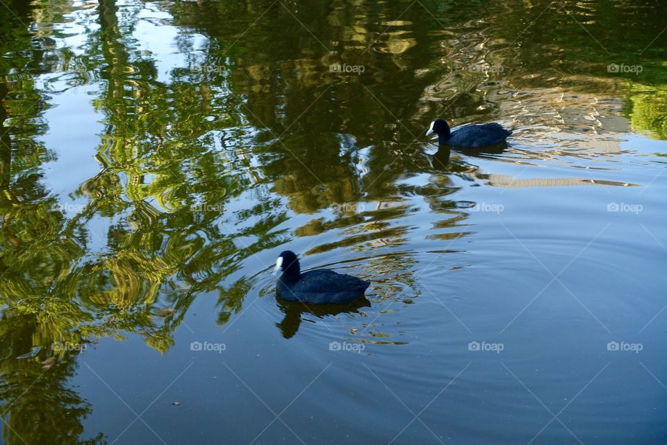Two Eurasian coots on the water.