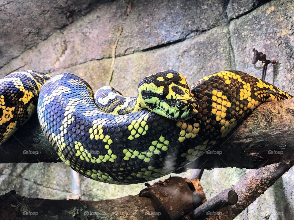 Close up of yellow black python boa snake on the branch