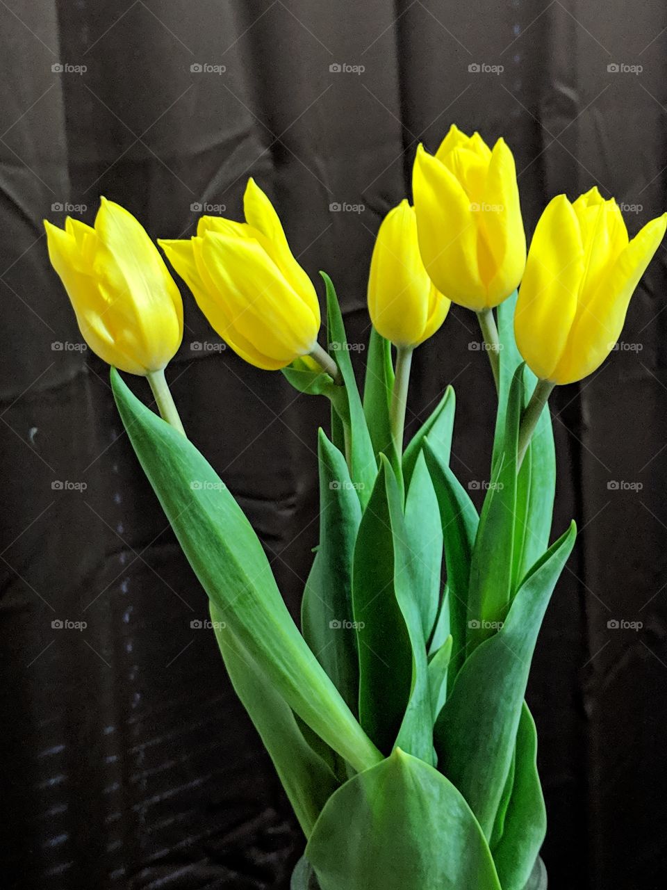 five yellow tulips in bloom
