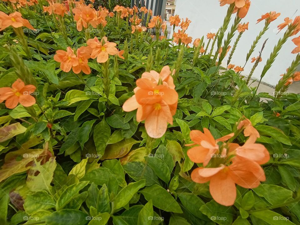 Flowers don’t tell, they show