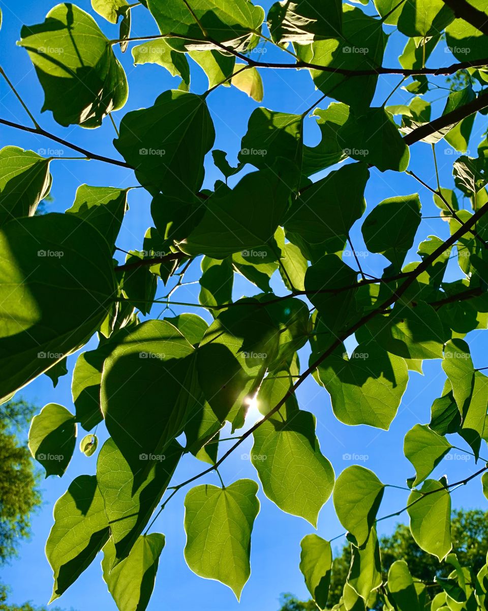 sunlight through full green leaves on a sunny day