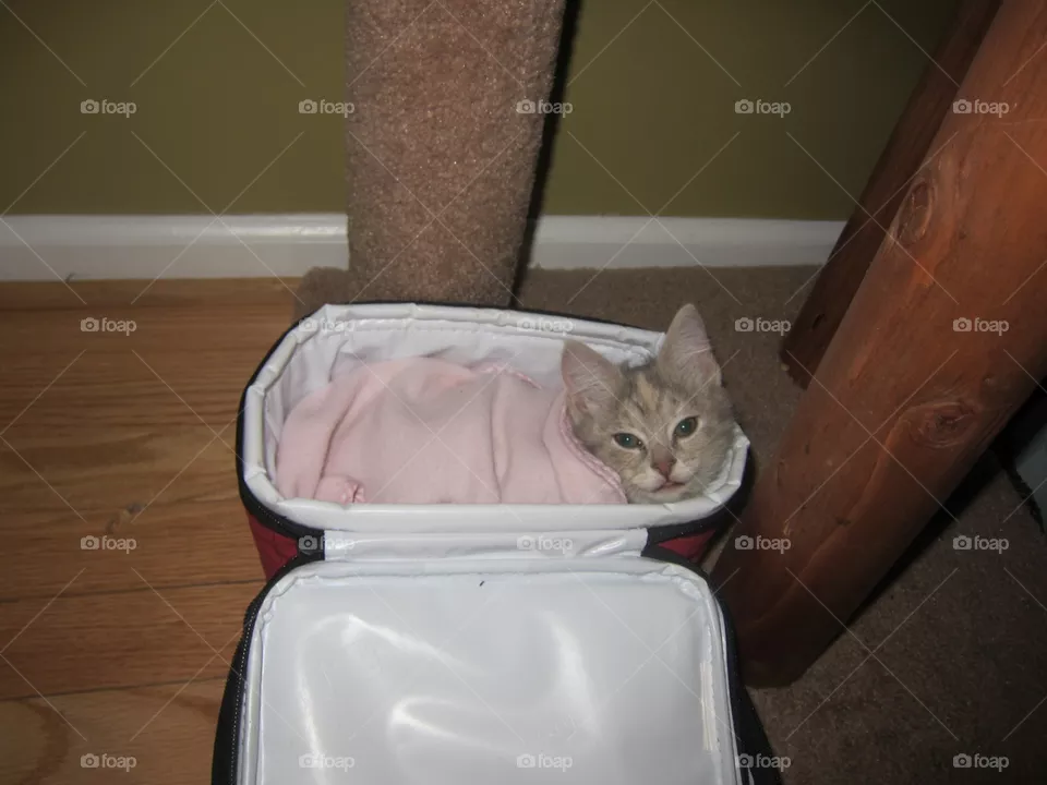 A very cute little kitten named Kandy wrapped in a pink blanket and so small that she can fit in a lunchbox; and at once when you see her she can warm your heart and the cuteness is so sweet and beautiful that it makes you want to give her a hug! 