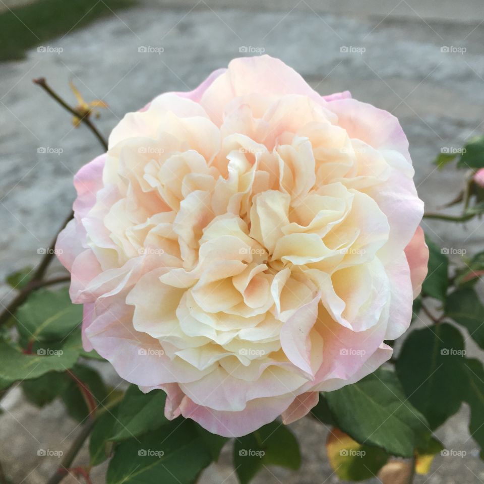 🌹 🇺🇸 Very beautiful flowers to brighten our day.  Live nature and its beauty. Did you like the delicate petals? / 🇧🇷 Flores muito bonitas para alegrar nosso dia. Viva a natureza e sua beleza. Gostaram das pétalas delicadas? 