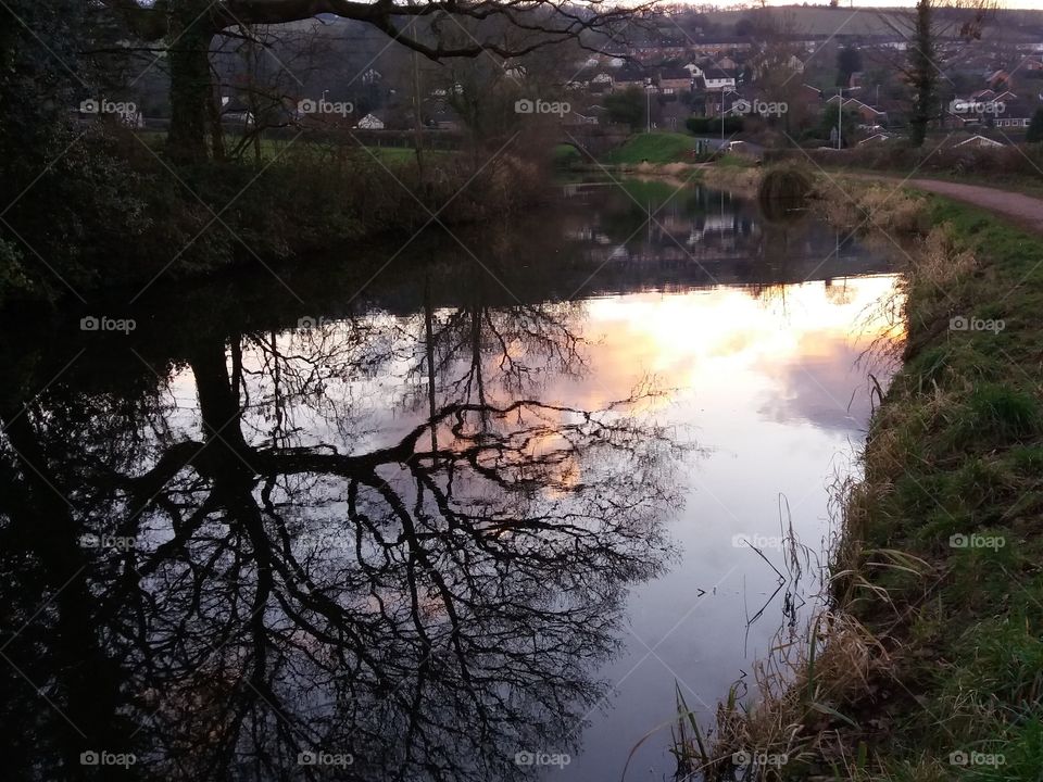 tree reflection