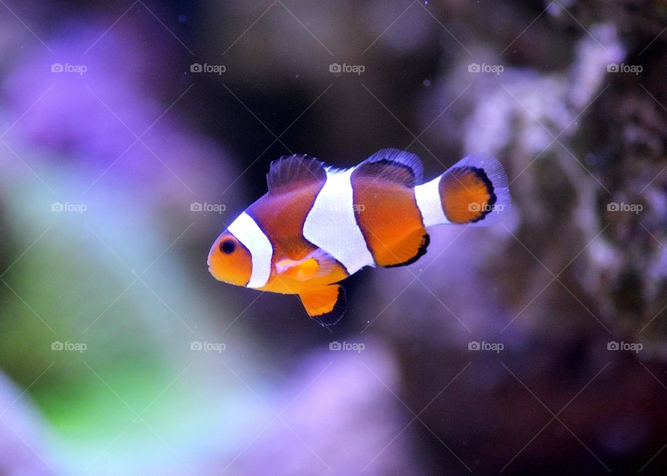 Beautiful and cute fish